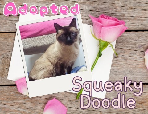 Greeting Card, Mail, Rose. Text: Adopted Squeaky Doodle