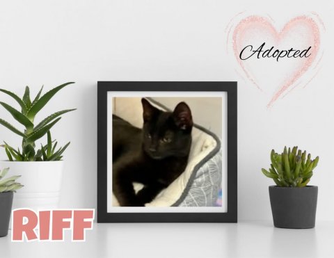 Plant, Potted Plant, Planter. Text: Adopted RIFF