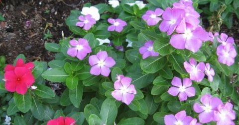 Flower, Geranium, Petal.