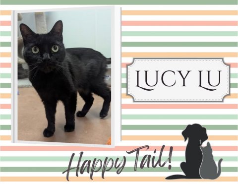 Cat, Pet, Black Cat. Text: Happy Tail!
