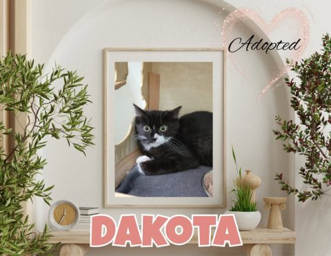 Potted Plant, Painting, Kitten. Text: Adopted DAKOTA