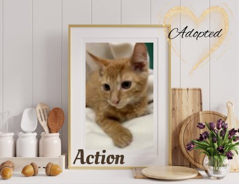 Cutlery, Spoon, Cat. Text: Adopted Action