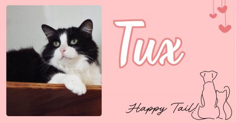 Cat, Pet, Text. Text: Tux Happy Tail