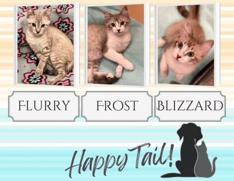Cat, Kitten, Pet. Text: FLURRY FROST BLIZZARD Happy Tail!