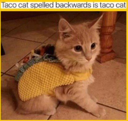 Cat, Kitten, Abyssinian. Text: Taco cat spelled backwards is taco cat
