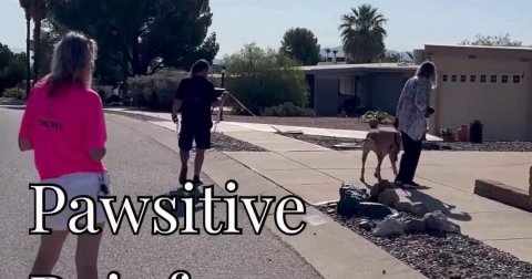 Walking, Shorts, T-Shirt. Text: Pawsitive
