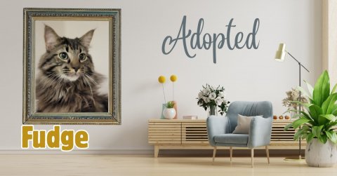 Potted Plant, Painting, Couch. Text: Adopted Fudge