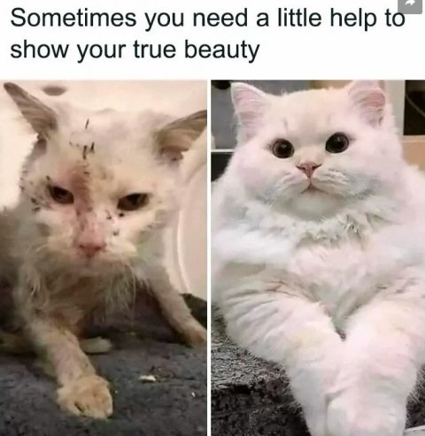 Angora, Cat, Kitten. Text: Sometimes you need a little help to show your true beauty