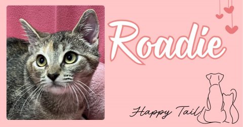 Greeting Card, Abyssinian, Cat. Text: Happy Tail
