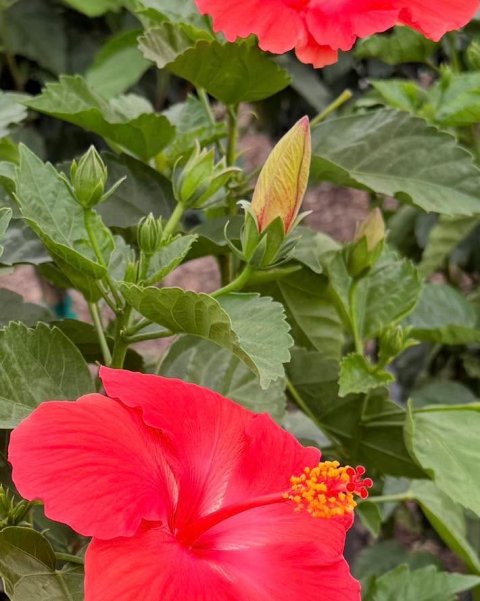 Flower, Petal, Hibiscus.