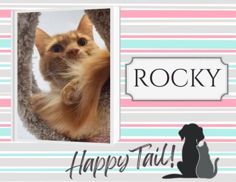 Cat, Kitten, Pet. Text: ROCKY Happy Tail!