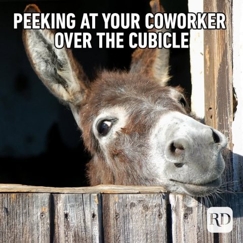 Animal, Donkey, Mammal. Text: PEEKING AT YOUR COWORKER OVER THE CUBICLE RD