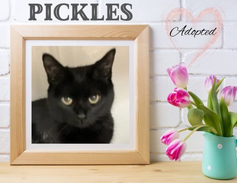 Painting, Cat, Photo Frame. Text: PICKLES Adopted