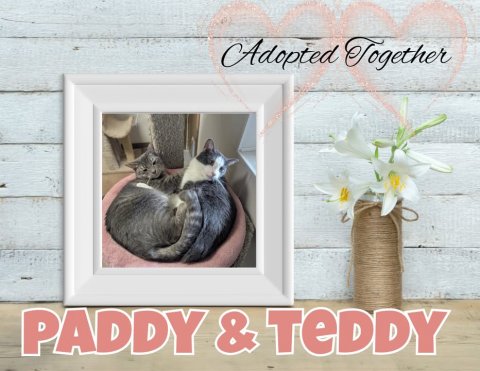 Greeting Card, Flower, Cat. Text: Adopted Together PADDY &amp; TeDDY
