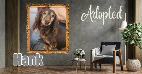Canvas, Dog, Blackboard. Text: Adopted Hank