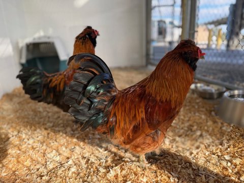 Animal, Bird, Chicken.