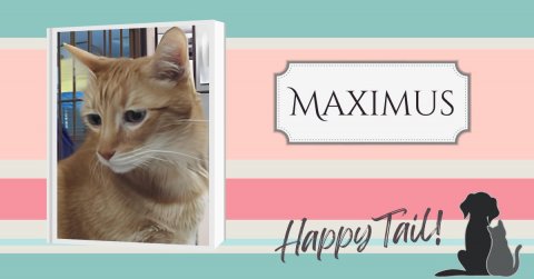 Animal, Cat, Pet. Text: MAXIMUS Happy Tail!