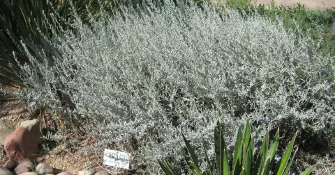Vegetation, Grass, Bush.
