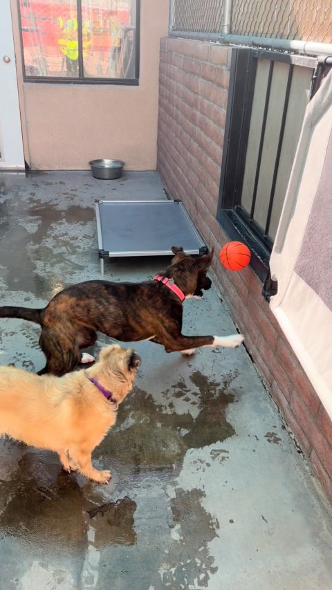 Shelter, Basketball (Ball), Dog.