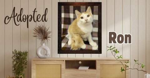 Interior Design, Potted Plant, Monitor. Text: Adopted Ron