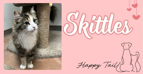 Greeting Card, Cat, Kitten. Text: Skittles Happy Tail