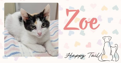Cat, Kitten, White Board. Text: Zoe