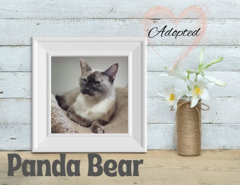Cat, Flower, Siamese. Text: Adopted Panda Bear