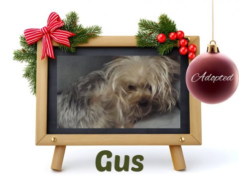 Canine, Dog, Greeting Card. Text: Adopted Gus