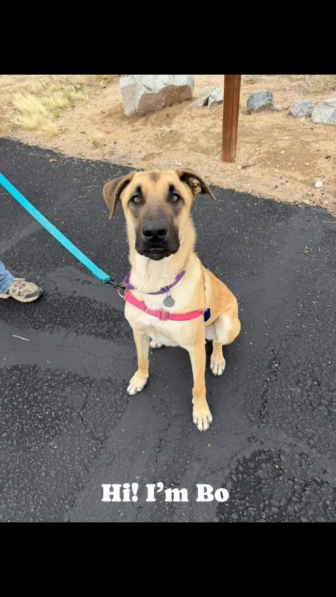 Accessories, Strap, Dog. Text: Hi! I'm Bo