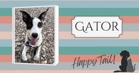Canine, Dog, Boston Bull. Text: GATOR Happy Tail!