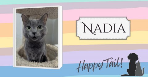 Cat, Kitten, Pet. Text: NADIA Happy Tail!