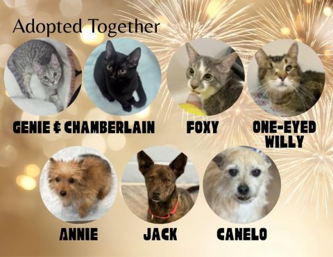 Dog, Pet, Cat. Text: Adopted Together GENIE &amp; CHAMBERLAIN ONE-EYED FOXY WILLY ANNIE JACK CANELO