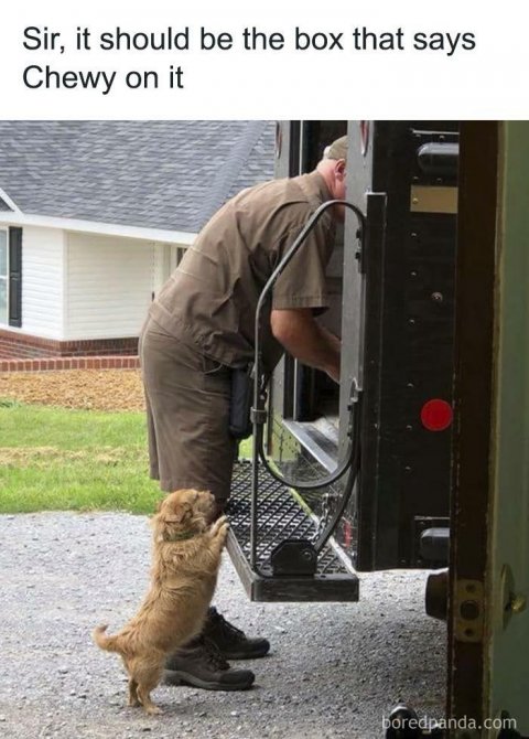 Dog, Man, Person. Text: Sir, it should be the box that says Chewy on it boredpanda.com