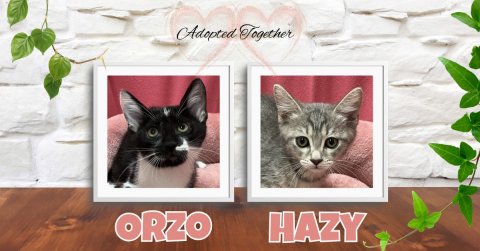 Greeting Card, Cat, Kitten. Text: Adopted Together ORZO HAZY
