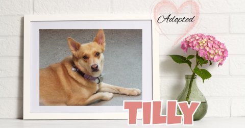 Greeting Card, Dog, Husky. Text: Adopted TILLY