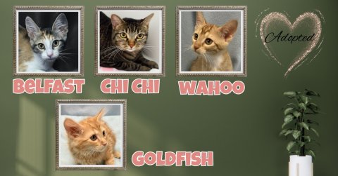 Kitten, Greeting Card, Painting. Text: Adopted WAHOO GOLDFISH