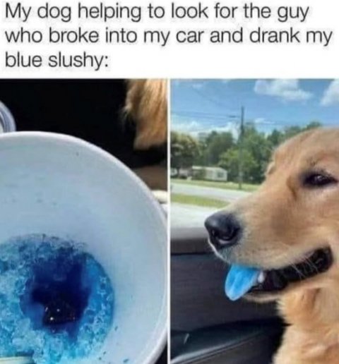 Canine, Dog, Pet. Text: My dog helping to look for the guy who broke into my car and drank my blue slushy: