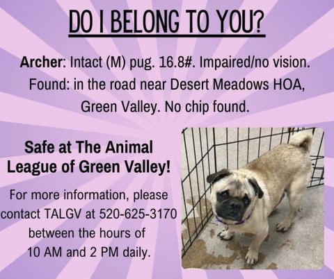 Canine, Dog, Pug. Text: DO I BELONG TO YOU? Archer: Intact (M) pug. 16.8#. Impaired/no vision. Found: in the road near Desert Meadows HOA, Green Valley. No chip found. Safe at The Animal League of Green Valley! For more information, please contact TALGV at 520-625-3170 between the hours of 10 AM and 2 PM daily.