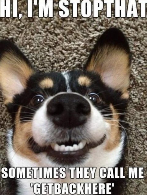 Snout, Canine, Dog. Text: HI, I'M STOPTHAT SOMETIMES THEY CALL ME 'GETBACKHERE'