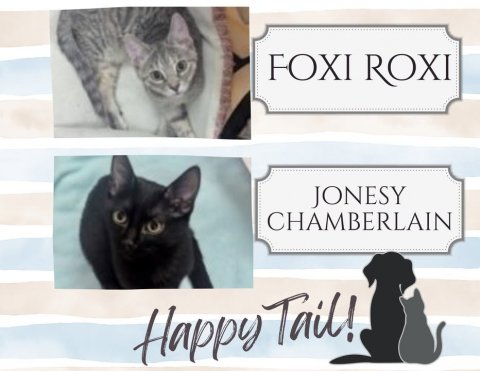 Cat, Mammal, Pet. Text: FOXI ROXI JONESY CHAMBERLAIN Happy Tail!
