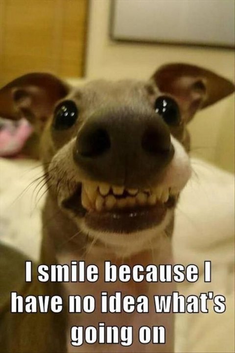 Snout, Teeth, Dog. Text: I smile because I have no idea what's going on