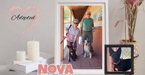 Potted Plant, People, Person. Text: Adopted NOVA