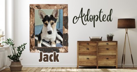 Lamp, Potted Plant, Cabinet. Text: Adopted Jack