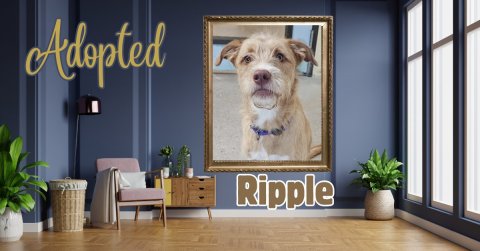 Potted Plant, Interior Design, Wood. Text: Adopted Ripple