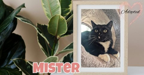 Leaf, Cat, Pet. Text: Adopted MISTER