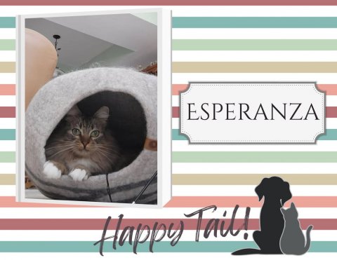 Cat, Pet, Dog. Text: ESPERANZA Happy Tail!