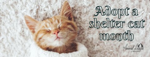 Cat, Kitten, Pet. Text: Adopt a shelter cat month