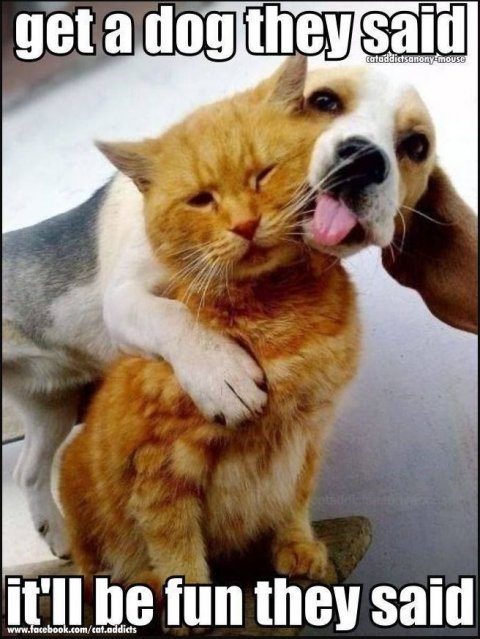 Snout, Cat, Pet. Text: it'll be fun they said