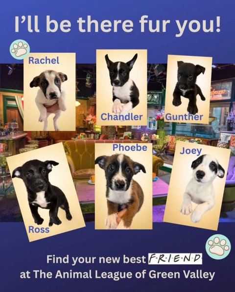 Dog, Advertisement, Poster. Text: I'll be there fur you! Rachel Chandler Gunther Phoebe Joey Ross Find your new best FRIEND at The Animal League of Green Valley