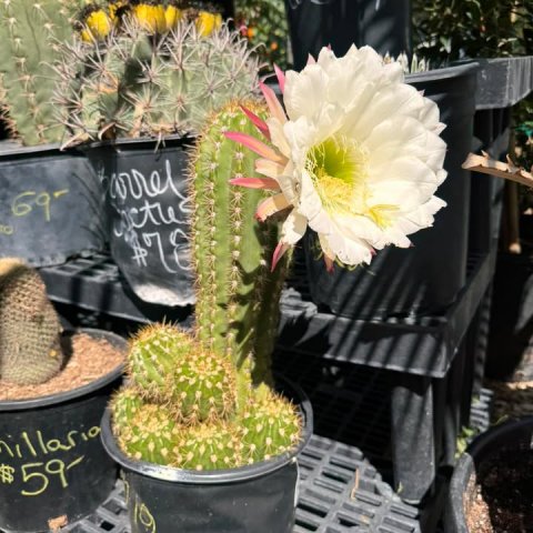 Plant, Potted Plant, Cactus.